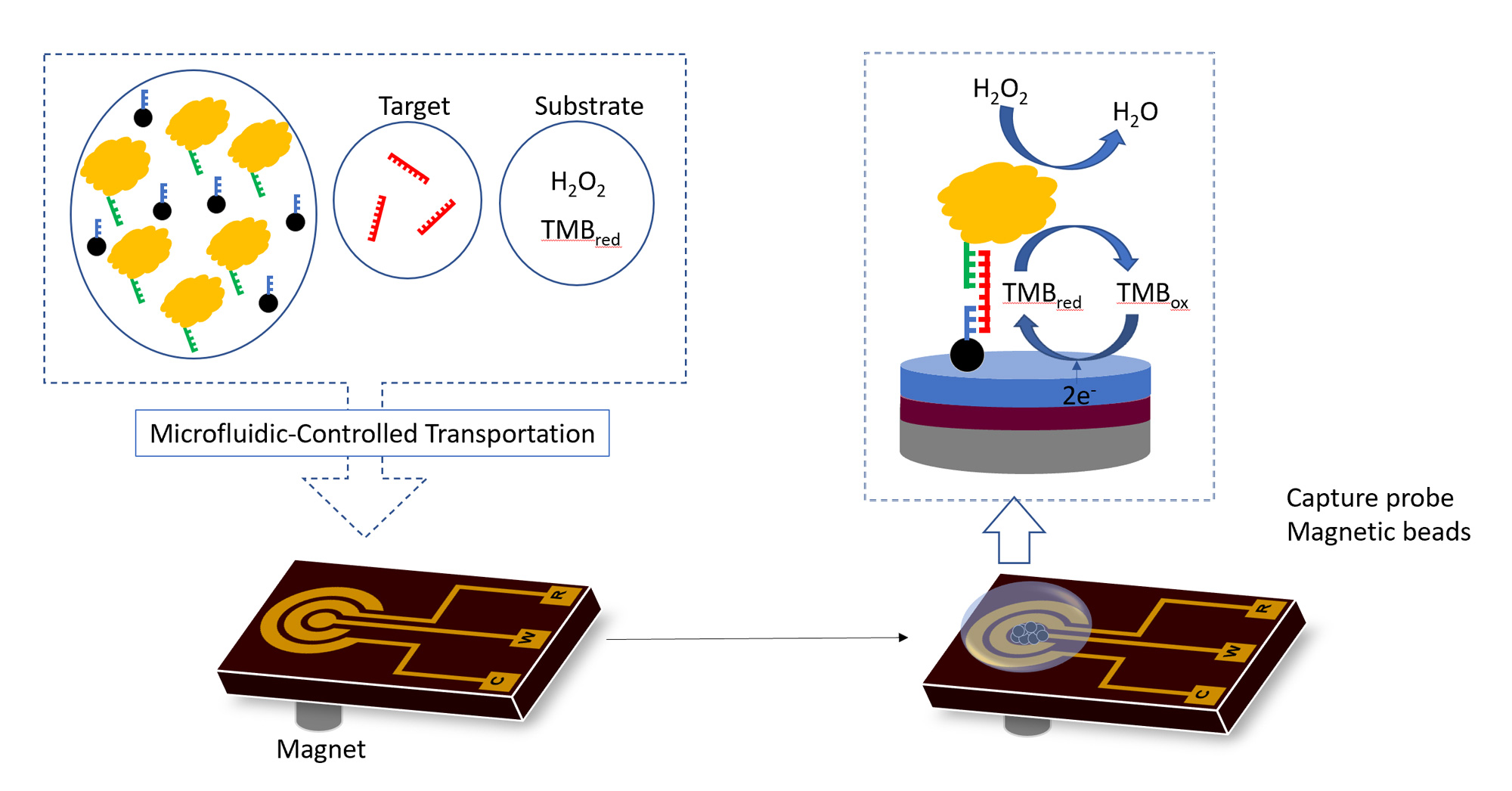 Enzyme-based Electrode & Microfluidics